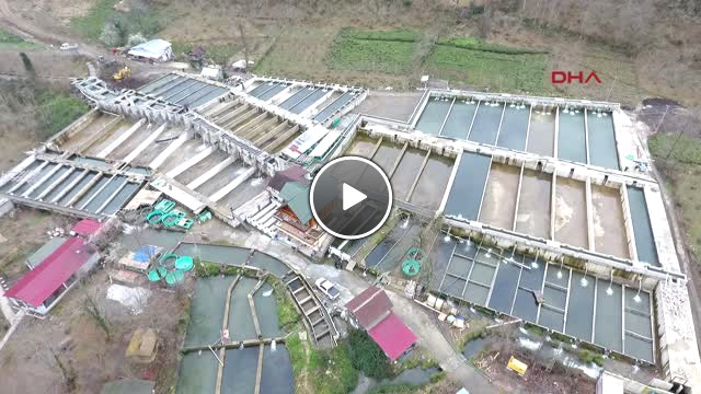 Rize Köyündeki Çiftlikten Japonya ya Somon İhraç Ediyor