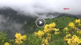 Rize de Bahar Güzelliği