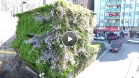 Rize de Sarmaşık Ev Çiçek Açtı-Hd