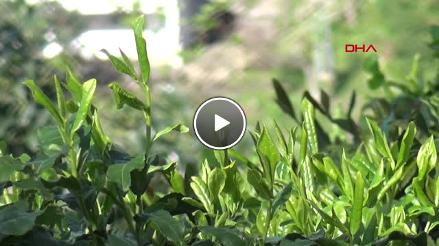Bu Yil Çay Hasadı Erken Başlayacak