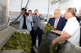 Organik Çayımız Dünyada Marka Olarak Değerini Bulacaktır