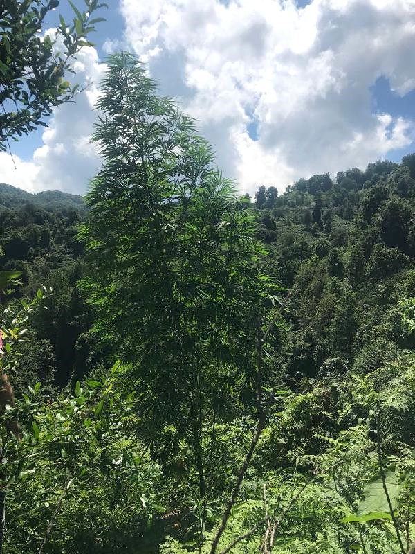 Ağaç Boyundaki Hint Kenevirleri Polisleri Şaşırttı