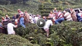 Çay Tarlasına Devrilen Kamyonete  Rize İşi  Kurtarma