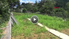 Rize Doğu Karadeniz Yeni Bir Tarım Ürünü ile Tanıştı Stevia Hd