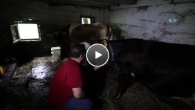 Rizeli Vatandaşın İneğiyle Olan Sevgi Bağı Şaşırtıyor