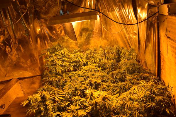 Odada İklimlendirme Sistemi Kurarak Hint Keneviri Yetiştiryormuş