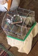 Eve giren yılan, kafesteki muhabbet kuşunu yedi