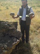 Gevaş ’ta firari avlanan 8 kınalı keklik ele geçirildi