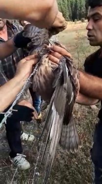 Dikenli tele tele takılan şahinin yardımına işçiler koştu