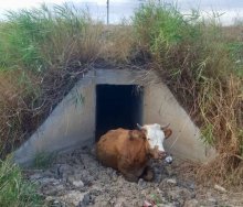 Menfezde sıkışan 4 dana kurtarıldı