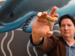 25 milyon takvim dev köpek balığı dişi bulundu
