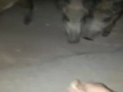 Açlıktan Bodrum'a inen domuzları eliyle besledi