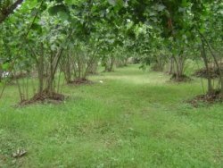 Araplar Ordu ’dan öncelikle fındık bahçesi satın aldı