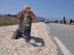 Çekirdekleri kurutmak için çevre yoluna serdiler