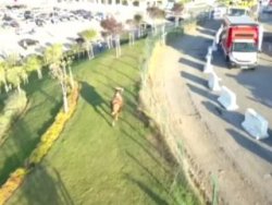 Kaçan dana zorlama anlar yaşattı