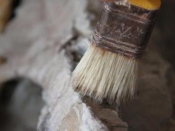 Kanada ’da 23 milyon yıllık fosil bulundu