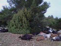 Keçi sürüsüne yıldırım düştü, 31 keçi öldü