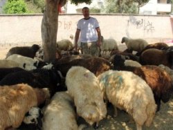 Kurban satıcısı alacak verecek defterini arıyor