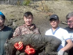 Sibirya'da 40 bin takvim tay fosili bulundu