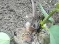 Sırtında ot biten fare