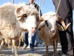 Sokakta kurban kesene para cezası