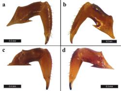 Türkiye'de yeni örümcek türü keşfedildi