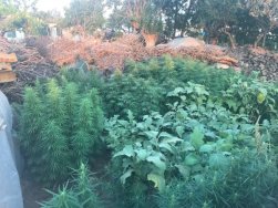 Akhisar'da uyuşturucu operasyonu