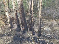 Bahçesindeki otları yanmak isterken kendini yaktı