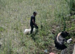 Ordu'da huysuzlanan kurbanlık dereye uçtu