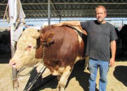 1 tonluk boğa 15 bin liraya satıldı