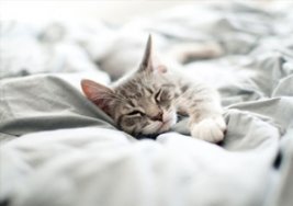 Kediniz uyku arkadaşınız olsun