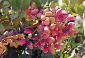 Antep fıstığının ateşi düştü