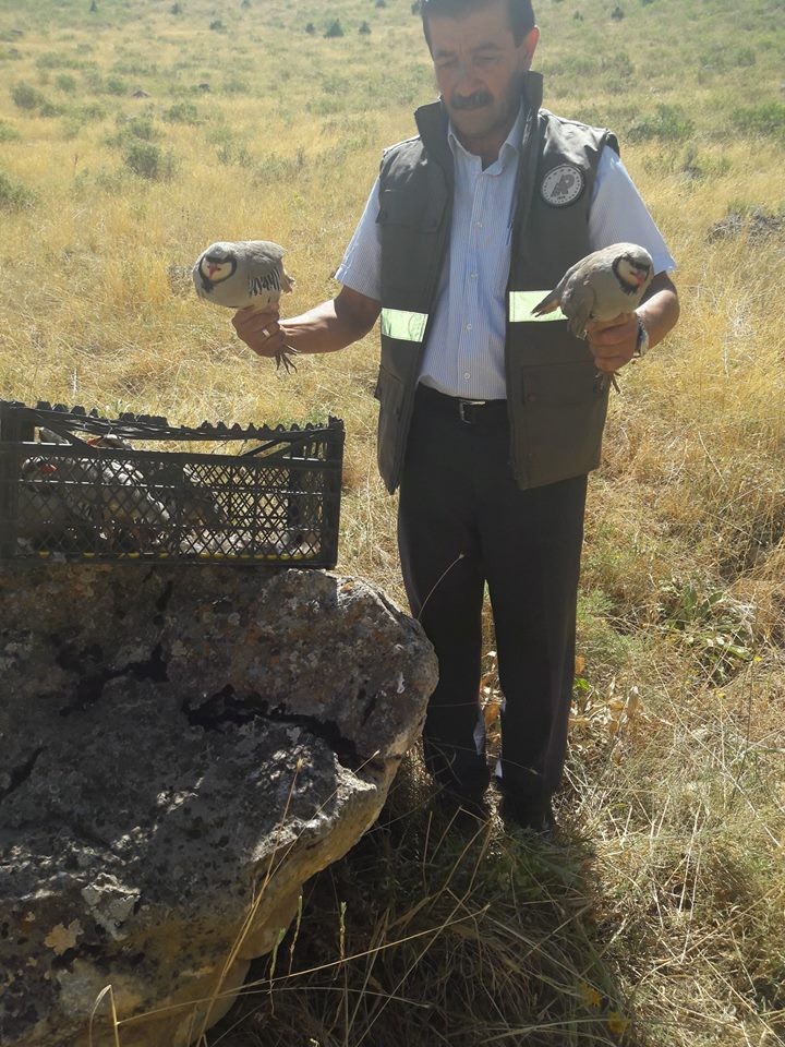 Gevaş ’ta firari avlanan 8 kınalı keklik ele geçirildi