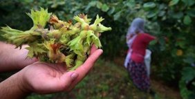 Fındık hasadı Trabzon'da yağmurla başladı