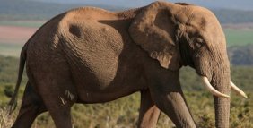 Myanmar'dan Rusya'ya Asya fili