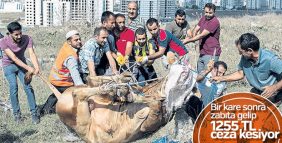 Sultangazi'de zabıtadan kaçak kesim denetimi