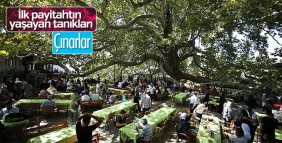 Tarihe şahitlik eden çınarlar