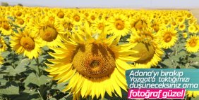 Yozgat'ta çiftlik sahibi ekimi yaygınlaşıyor