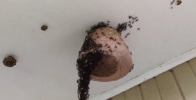 Karıncalar bala gelmek için canlı köprü kurdu