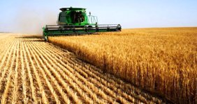 Dünya Alarmda! Sadece 26 Gün Yetecek Kadar Buğday Kaldı