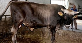 Edirne'de Cüssesiyle Görenleri Korkutan 1 Tonluk 'Efe' 21 Bin Liraya Satıldı!