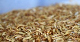 Girişimci Adam, Un Kurdu Satarak Paraya Para Demiyor