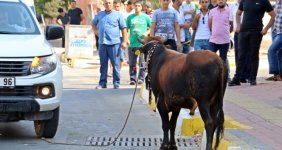 Kaçan boğa, aileye bayramı zehir etti