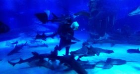 Köpekbalıklarının besin saatine yoğun ilgi