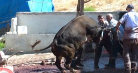 Kurbanlıklar sahiplerine güç anlar yaşattı