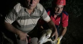 Kuyuya düşen kurbanlık koyunu itfaiye kurtardı