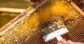 Rize'nin Dünyaca Meşhur Anzer Balının Kilogramı 940 Liradan Satılacak!