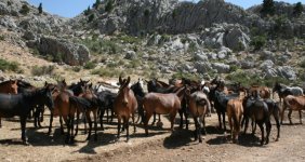 Yılkı atları turist sayısını katladı
