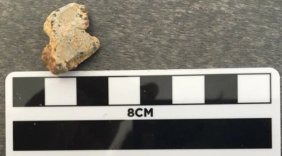 Kanada ’da 23 milyon takvim fosil bulundu