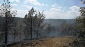 ODTÜ ormanında yangın